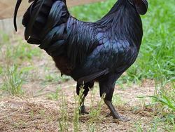 Bukan Editan, Foto Hewan Warna-warni Unik Ini Asli