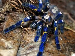 Bukan Editan, Foto Hewan Warna-warni Unik Ini Asli