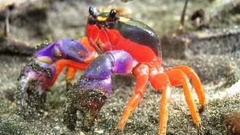 Kepiting Halloween. Foto: via Bored Panda