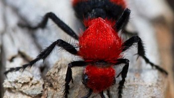 Semut red velvet. Foto: via Bored Panda