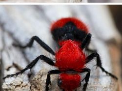 Bukan Editan, Foto Hewan Warna-warni Unik Ini Asli