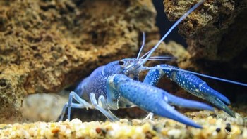 Lobster biru. Foto: via Bored Panda