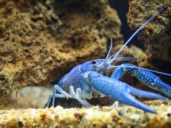 Bukan Editan, Foto Hewan Warna-warni Unik Ini Asli