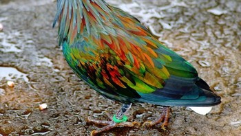 Merpati Nicobar. Foto: via Bored Panda