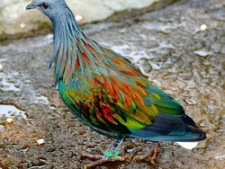 Bukan Editan, Foto Hewan Warna-warni Unik Ini Asli