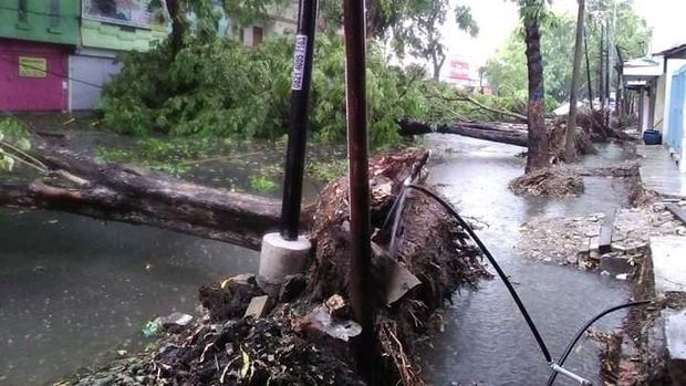 Banyak pohon tumbang