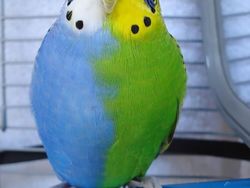 Bukan Editan, Foto Hewan Warna-warni Unik Ini Asli