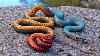 Ular cincin. Foto: via Bored Panda