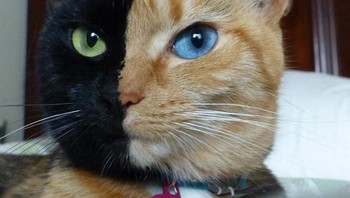 Kucing bernama Venus ini sungguhan punya wajah dua warna ya, bukan hasil editan Photoshop. Foto: via Bored Panda
