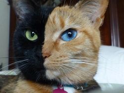 Bukan Editan, Foto Hewan Warna-warni Unik Ini Asli