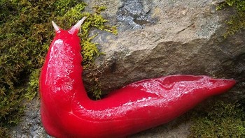 Siput merah. Foto: via Bored Panda