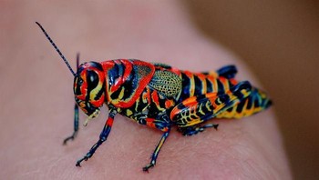 Jangkrik pelangi. Foto: via Bored Panda