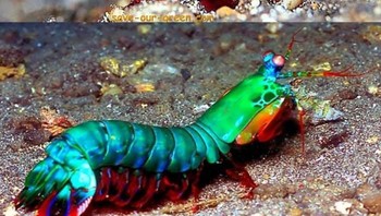 Udang mantis. Foto: via Bored Panda