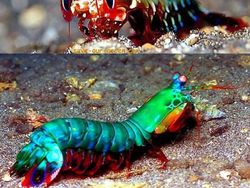 Bukan Editan, Foto Hewan Warna-warni Unik Ini Asli