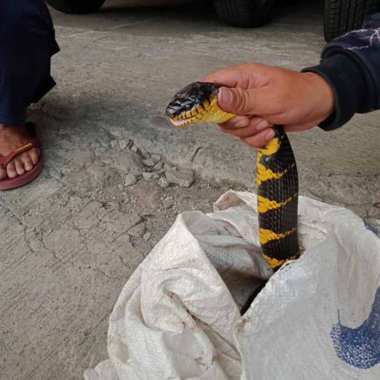 Ular Berbisa Masuk Atap Rumah Warga di Banjaran Bandung Ular Berbisa Masuk Atap Rumah Warga di Banjaran Bandung