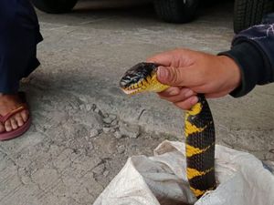 Ular Berbisa Masuk Atap Rumah Warga di Banjaran Bandung