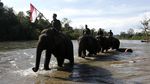 Di Aceh, Peringatan Hari Pahlawan Digelar Bersama Gajah