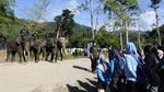 Di Aceh, Peringatan Hari Pahlawan Digelar Bersama Gajah