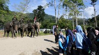 Para mahout yang menunggangi empat ekor gajah jinak bersama peserta kegiatan 100 tenda.