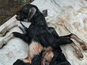 Kambing Berkaki 8 Gegerkan Warga Aceh