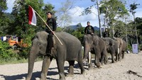 Para pawang gajah (mahout) membawa  bendera merah putih seusai mengikuti peringatan hari pahlawan di Conservation Response Unit (CRU) Sampoiniet, Aceh Jaya, Aceh.