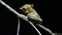Di Desa wisata ini wisatawan juga dapat melihat hewan langka,Tarsius yang menjadi salah satu koleksi di  Bukit Peramun di Desa Air Selumar, Kecamatan Sijuk, Belitung.