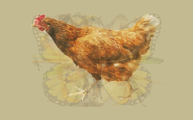 Gambar ayam yang paling jelas terlihat menunjukkan karakteristik kamu yang penuh ketekunan. Seperti layaknya ayam yang bergerak cepat dan gigih, kamu pun punya standar sendiri dalam bertindak. Orang terkadang melihat kamu sebagai pribadi yang galak dan tegas tapi sebenarnya itu karena kamu berusaha melindungi apa yang menurutmu berharga. Foto: Dok. The Arctic Fox