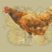 Gambar ayam yang paling jelas terlihat menunjukkan karakteristik kamu yang penuh ketekunan. Seperti layaknya ayam yang bergerak cepat dan gigih, kamu pun punya standar sendiri dalam bertindak. Orang terkadang melihat kamu sebagai pribadi yang galak dan tegas tapi sebenarnya itu karena kamu berusaha melindungi apa yang menurutmu berharga. Foto: Dok. The Arctic Fox