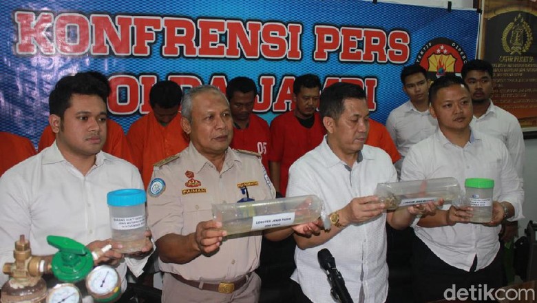 Penyelundupan Benih Lobster Rp 7,7 Miliar dari Jambi-Singapura Digagalkan Penyelundupan Benih Lobster Rp 7,7 Miliar dari Jambi-Singapura Digagalkan