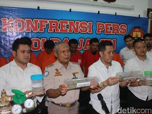 Penyelundupan Benih Lobster Rp 7,7 Miliar dari Jambi-Singapura Digagalkan