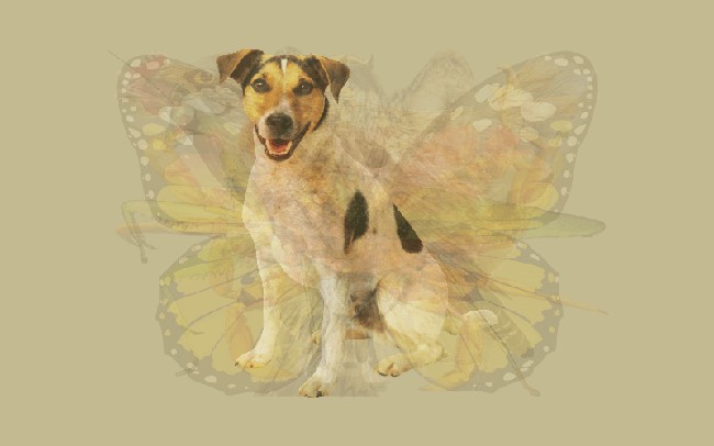 Setia, berani, melindungi dan altruis (tidak egois) adalah karakter kuat yang ada pada seekor anjing. Begitu pula kepribadianmu, jika anjing adalah gambar hewan yang paling jelas terlihat. Bisa dibilang kepribadian kamu unik. Bisa keras tapi kadang lembut, serius tapi playful dan galak tapi setia. Maka tak heran kalau kamu disukai banyak orang di lingkarang sosialmu. Foto: Dok. The Arctic Fox