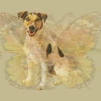 Setia, berani, melindungi dan altruis (tidak egois) adalah karakter kuat yang ada pada seekor anjing. Begitu pula kepribadianmu, jika anjing adalah gambar hewan yang paling jelas terlihat. Bisa dibilang kepribadian kamu unik. Bisa keras tapi kadang lembut, serius tapi playful dan galak tapi setia. Maka tak heran kalau kamu disukai banyak orang di lingkarang sosialmu. Foto: Dok. The Arctic Fox