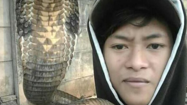 Cerita Saksi soal Detik-detik Rendy Dipatuk Ular King Kobra Cerita Saksi soal Detik-detik Rendy Dipatuk Ular King Kobra