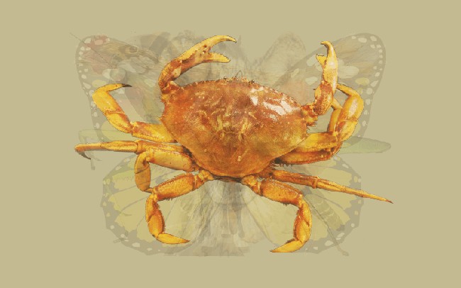 Kepiting keras di luar tapi lembut dan agak rapuh di dalam. Jika hewan yang kamu lihat paling jelas adalah kepiting maka karakter kamu kurang lebih seperti itu. Kamu juga termasuk tipe setia dan selalu menempatkan kepentingan orang tersayang di atas segalanya. Foto: Dok. The Arctic Fox