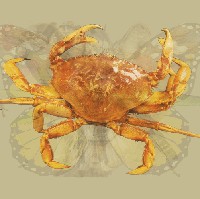 Kepiting keras di luar tapi lembut dan agak rapuh di dalam. Jika hewan yang kamu lihat paling jelas adalah kepiting maka karakter kamu kurang lebih seperti itu. Kamu juga termasuk tipe setia dan selalu menempatkan kepentingan orang tersayang di atas segalanya. Foto: Dok. The Arctic Fox