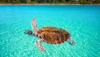 Waktu terbaik untuk mengunjungi pulau ini adalah bulan Juni hingga September. Kamu bisa melihat atraksi hiu paus yang mencari makan. Snorkeling dan diving jadi aktifitas favorit. (iStock)