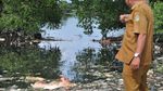 Ribuan Babi di Sumut Diduga Terjangkit Demam Afrika