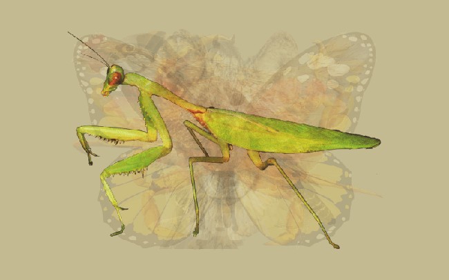 Belalang adalah simbol kesabaran dan kebijaksanaan. Melihat hewan ini dengan jelas di antara hewan lainnya menandakan kamu punya insting yang kuat. Kamu cenderung bergerak berdasarkan intuisi dan sering kali itu menuntunmu ke jalan yang benar. Meskipun keberadaanmu tak terlalu diperhitungkan tapi sebenarnya kamu punya semangat juang tinggi meraih tujuan. Foto: Dok. The Arctic Fox