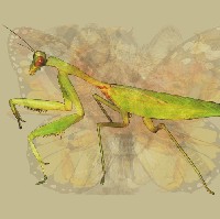 Belalang adalah simbol kesabaran dan kebijaksanaan. Melihat hewan ini dengan jelas di antara hewan lainnya menandakan kamu punya insting yang kuat. Kamu cenderung bergerak berdasarkan intuisi dan sering kali itu menuntunmu ke jalan yang benar. Meskipun keberadaanmu tak terlalu diperhitungkan tapi sebenarnya kamu punya semangat juang tinggi meraih tujuan. Foto: Dok. The Arctic Fox