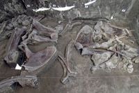 Ratusan Kerangka Mammoth Ditemukan di Meksiko