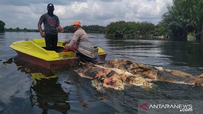 106 Bangkai Babi Dibersihkan Dari Danau Siombak Medan