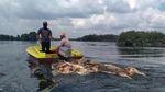 Ribuan Babi di Sumut Diduga Terjangkit Demam Afrika
