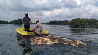 Warga membawa bangkai babi yang dibuang pemiliknya di Danau Siombak Marelan, Medan, Sumatera Utara, Senin (11/11/2019).