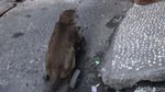 Meski Dilarang, Topeng Monyet Kembali Terlihat di Jakarta