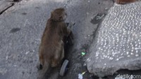 Pertunjukan topeng monyet ini dimainkan dari gang sempit ke gang sempit lainnya.