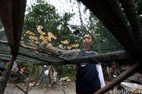 Geliat Oleh-oleh Perbatasan RI, Hasilnya Bikin Kagum