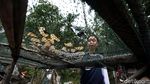 Geliat Pembuatan Oleh-oleh di Perbatasan RI