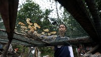 Warga menjemur kerupuk. Anggapan perbatasan yang jauh tertinggal dari segi apapun kini terpatahkan setelah Pemerintah memprioritaskan pembangunan dimulai dari wilayah perbatasan atau terluar (Foto: Rengga Sancaya/detikcom)
