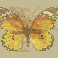 Kupu-kupu merupakan simbol keindahan dan perubahan. Jika bisa melihat jelas gambar kupu-kupu, berarti kamu termasuk orang yang mudah beradaptasi dengan perubahan dan lingkungan baru. Kamu juga fleksibel, bisa menyesuaikan diri dengan keadaan, sesuai apa yang dibutuhkan. Foto: Dok. The Arctic Fox