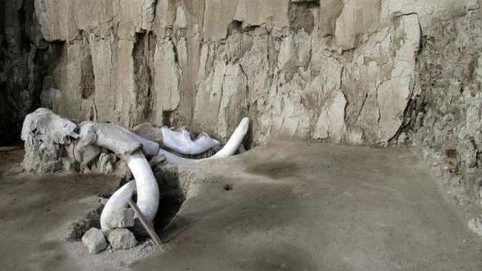 Kerangka mammoth